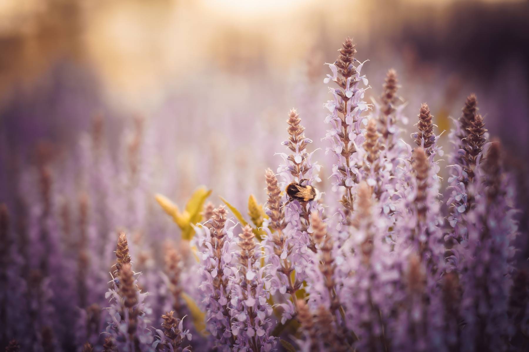 Forest with wild honeycomb at sunrise