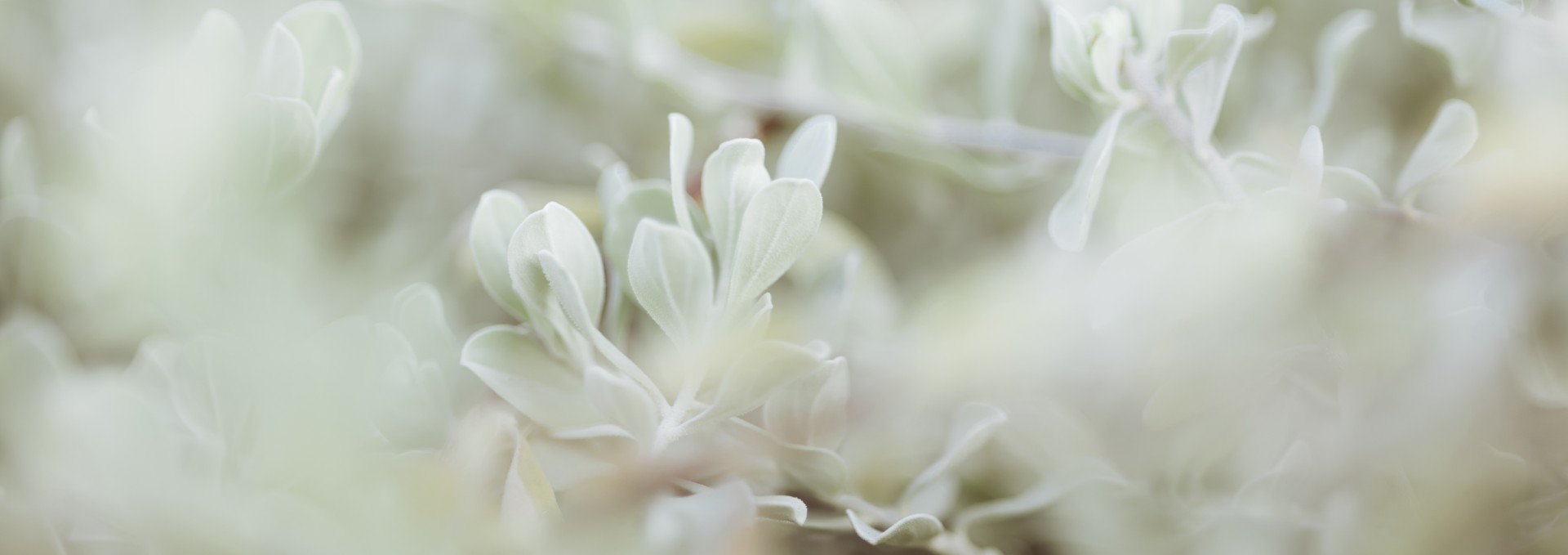 Frost crystal macro